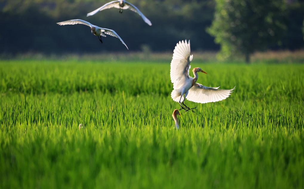 2023年8月7日，鷺鳥在山東省臨沂市郯城縣郯城街道水稻田間飛舞。新華社發(fā)（張春雷 攝）